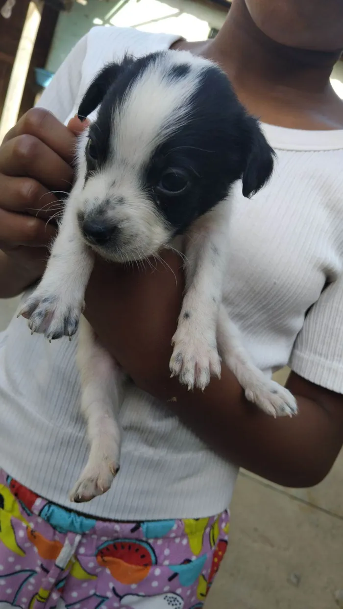 Cachorro raça SRD-ViraLata idade 2 a 6 meses nome Sem nome 