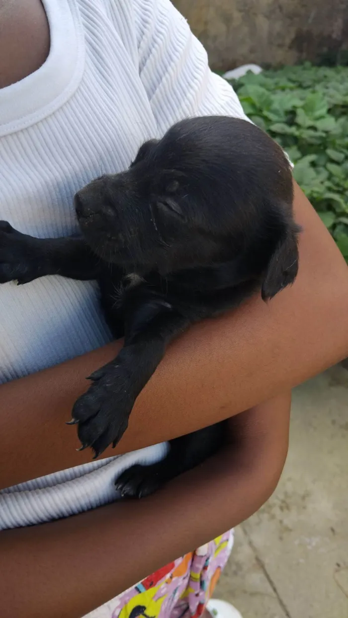 Cachorro raça SRD-ViraLata idade 2 a 6 meses nome Sem nome 
