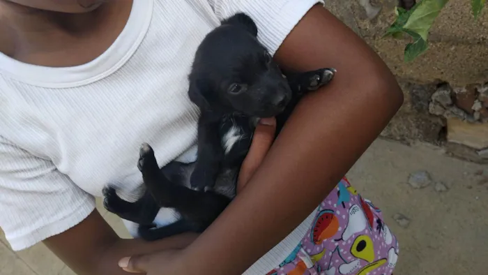 Cachorro raça SRD-ViraLata idade 2 a 6 meses nome Sem nome 