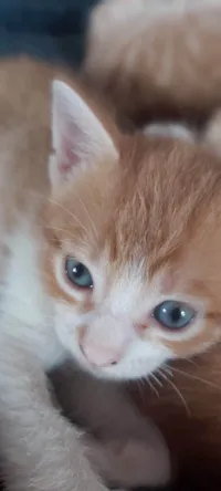 Gatinhos lindos para adoção