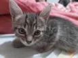 Gatinhos lindos para adoção