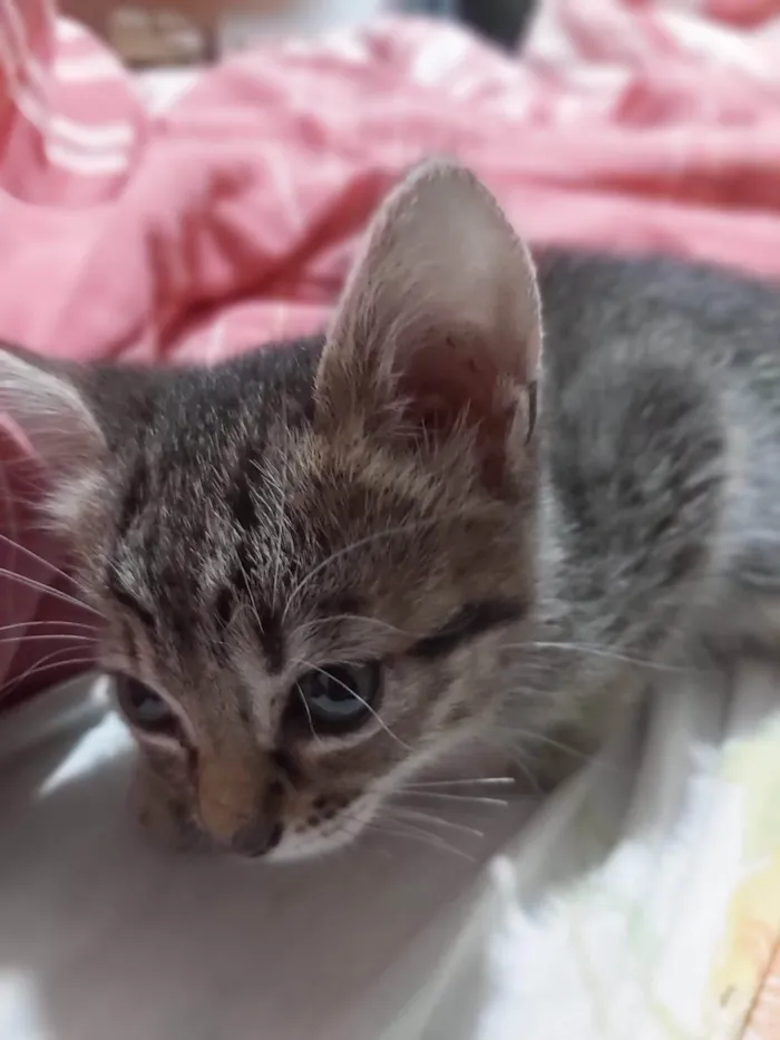 Gatinhos lindos para adoção