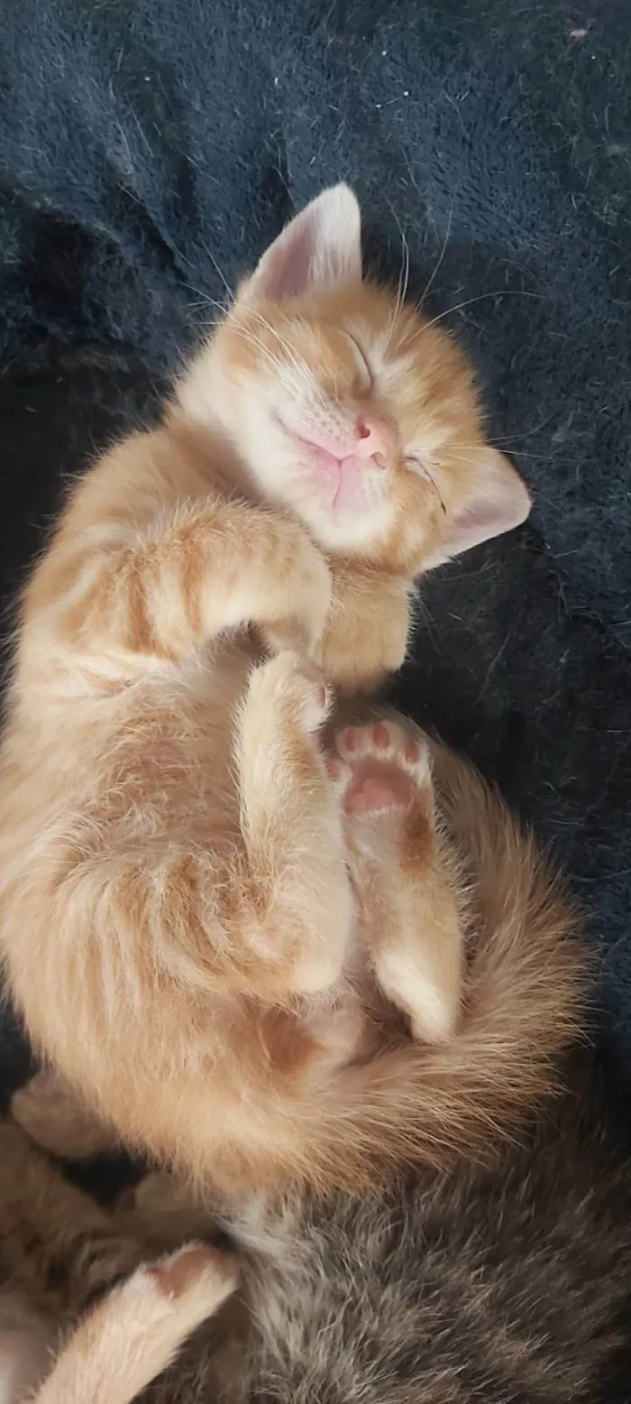 Gatinhos lindos para adoção