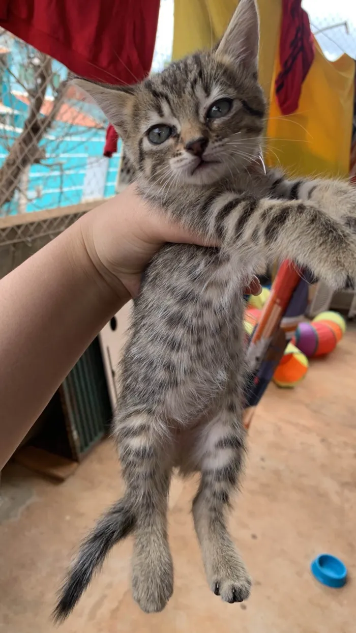 Gato raça SRD-ViraLata idade 2 a 6 meses nome Gatinhos lindos para adoção 