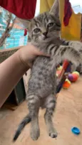 Gatinhos lindos para adoção