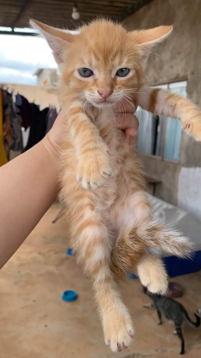 Gato raça SRD-ViraLata idade 2 a 6 meses nome Gatinhos lindos para adoção 