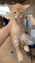 Gatinhos lindos para adoção