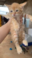 Gatinhos lindos para adoção