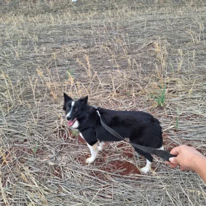 Cachorro raça Pastor Alemão idade 1 ano nome Ayla