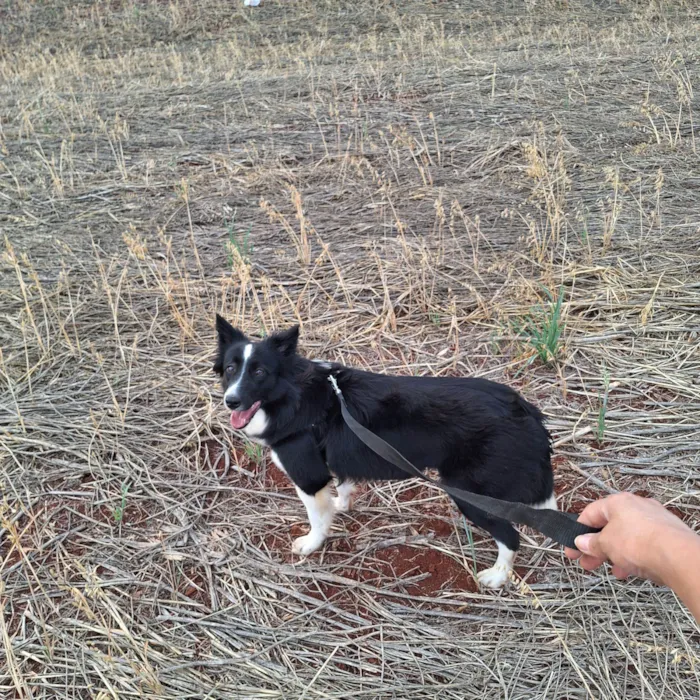 Cachorro raça Pastor Alemão idade 1 ano nome Ayla