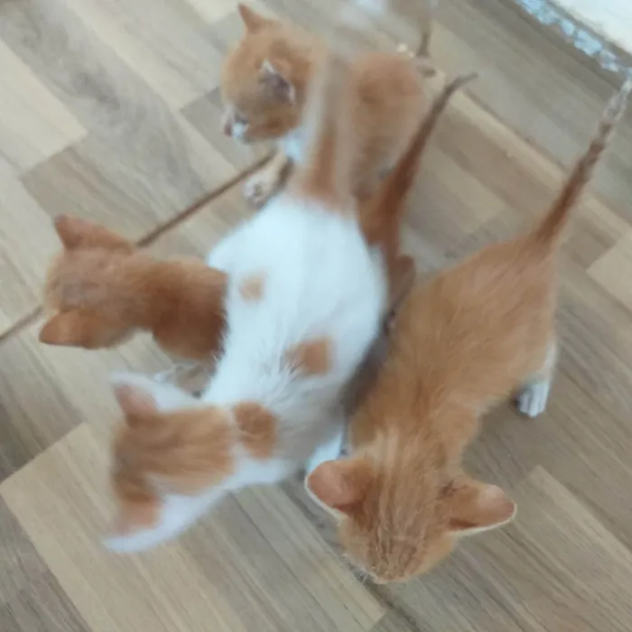 Gato raça SRD-ViraLata idade Abaixo de 2 meses nome Laranjinhas