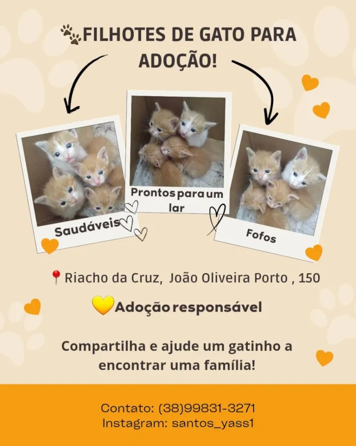 Gato raça SRD-ViraLata idade Abaixo de 2 meses nome Laranjinhas