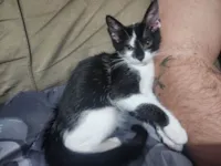 Gato raça SRD-ViraLata idade 2 a 6 meses nome Frajolinha