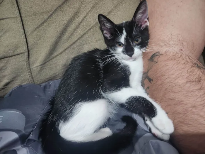 Gato raça SRD-ViraLata idade 2 a 6 meses nome Frajolinha