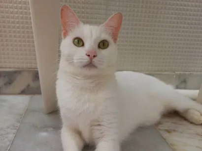 Gato raça SRD-ViraLata idade 4 anos nome Mia