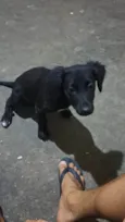 Cachorro raça SRD-ViraLata idade 2 a 6 meses nome Nina