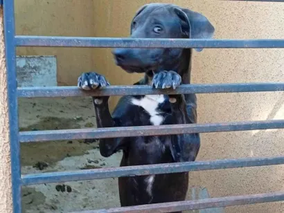 Cachorro raça SRD-ViraLata idade 7 a 11 meses nome Pipoca 