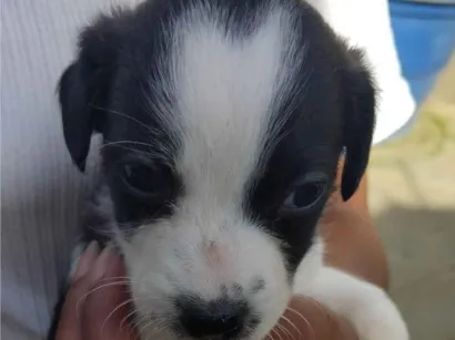 Cachorro raça SRD-ViraLata idade 2 a 6 meses nome Sem nome 