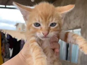 Gato raça SRD-ViraLata idade 2 a 6 meses nome Gatinhos lindos para adoção 