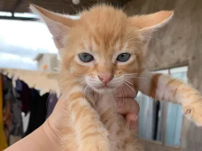 Gato raça SRD-ViraLata idade 2 a 6 meses nome Gatinhos lindos para adoção 