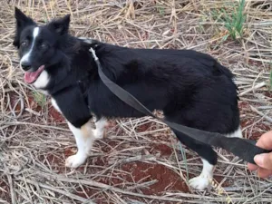 Cachorro raça Pastor Alemão idade 1 ano nome Ayla