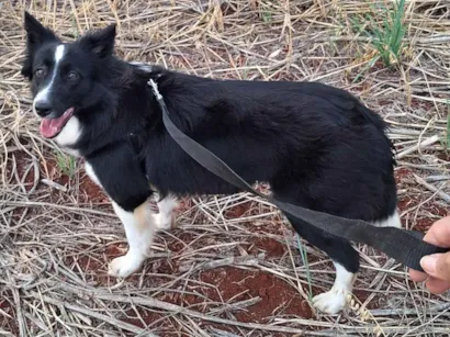 Cachorro raça Pastor Alemão idade 1 ano nome Ayla