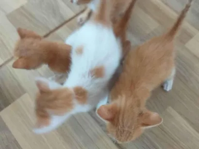 Gato raça SRD-ViraLata idade Abaixo de 2 meses nome Laranjinhas