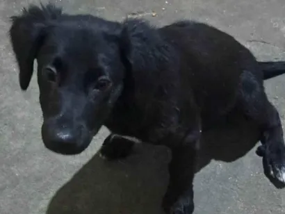 Cachorro raça SRD-ViraLata idade 2 a 6 meses nome Nina