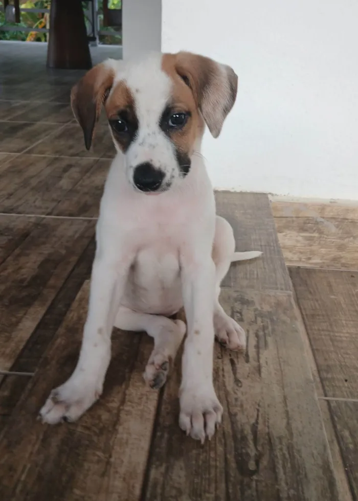 Cachorro raça SRD-ViraLata idade 2 a 6 meses nome Charlotte