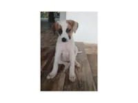 Cachorro raça SRD-ViraLata idade 2 a 6 meses nome Charlotte