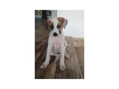 Cachorro raça SRD-ViraLata idade 2 a 6 meses nome Charlotte