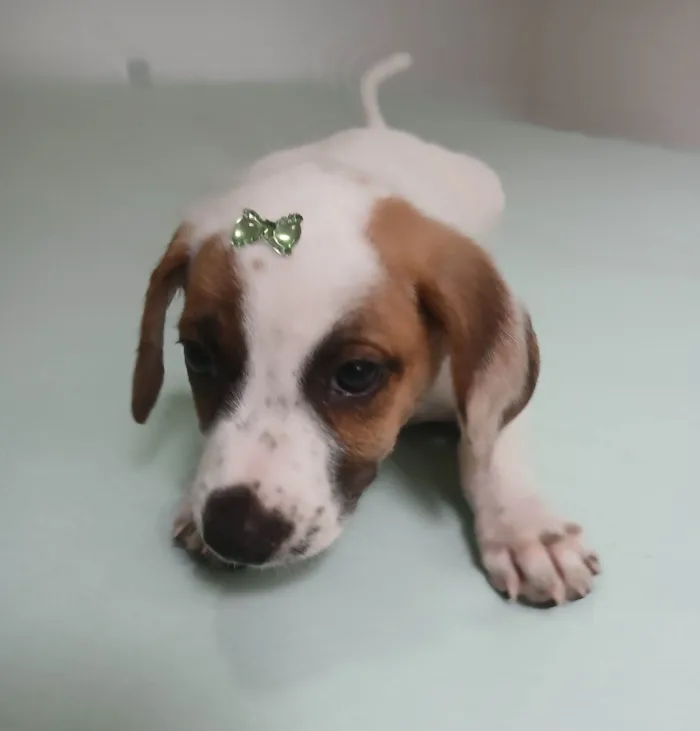 Cachorro raça SRD-ViraLata idade 2 a 6 meses nome Charlotte