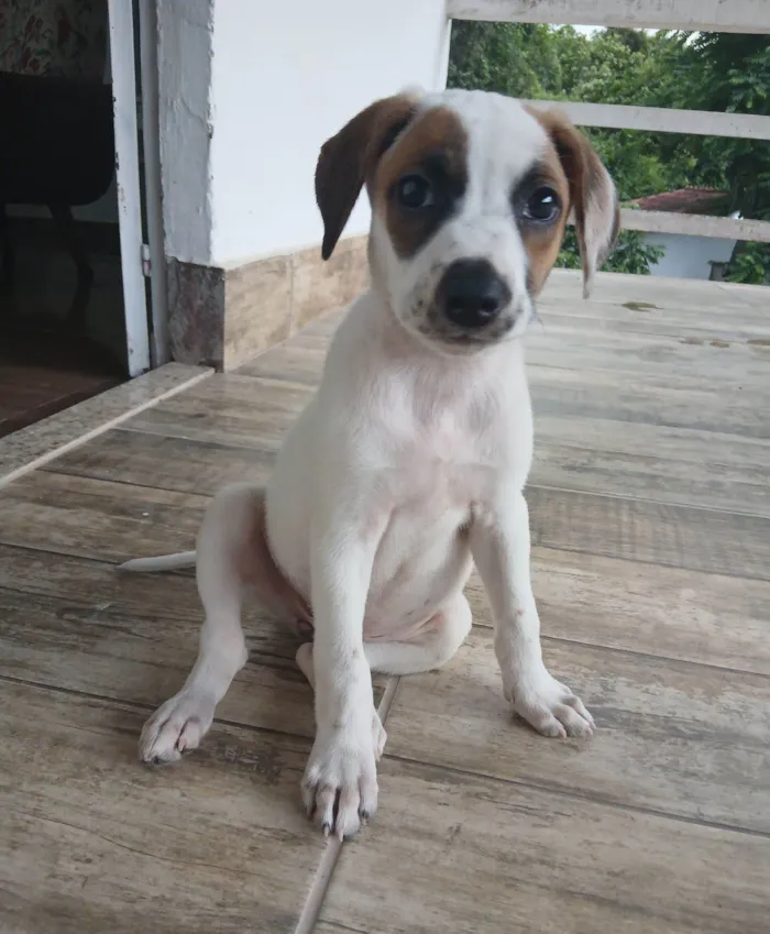 Cachorro raça SRD-ViraLata idade 2 a 6 meses nome Charlotte