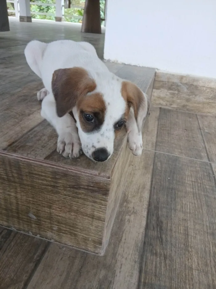Cachorro raça SRD-ViraLata idade 2 a 6 meses nome Charlotte