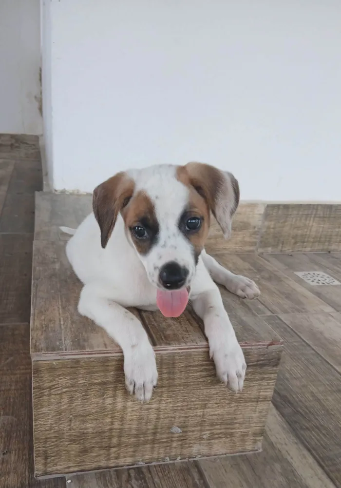 Cachorro raça SRD-ViraLata idade 2 a 6 meses nome Charlotte