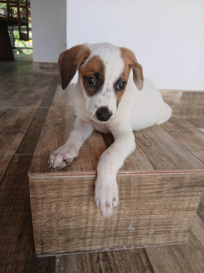 Cachorro raça SRD-ViraLata idade 2 a 6 meses nome Charlotte