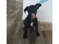 Cachorro raça SRD-ViraLata idade 2 a 6 meses nome Vinni