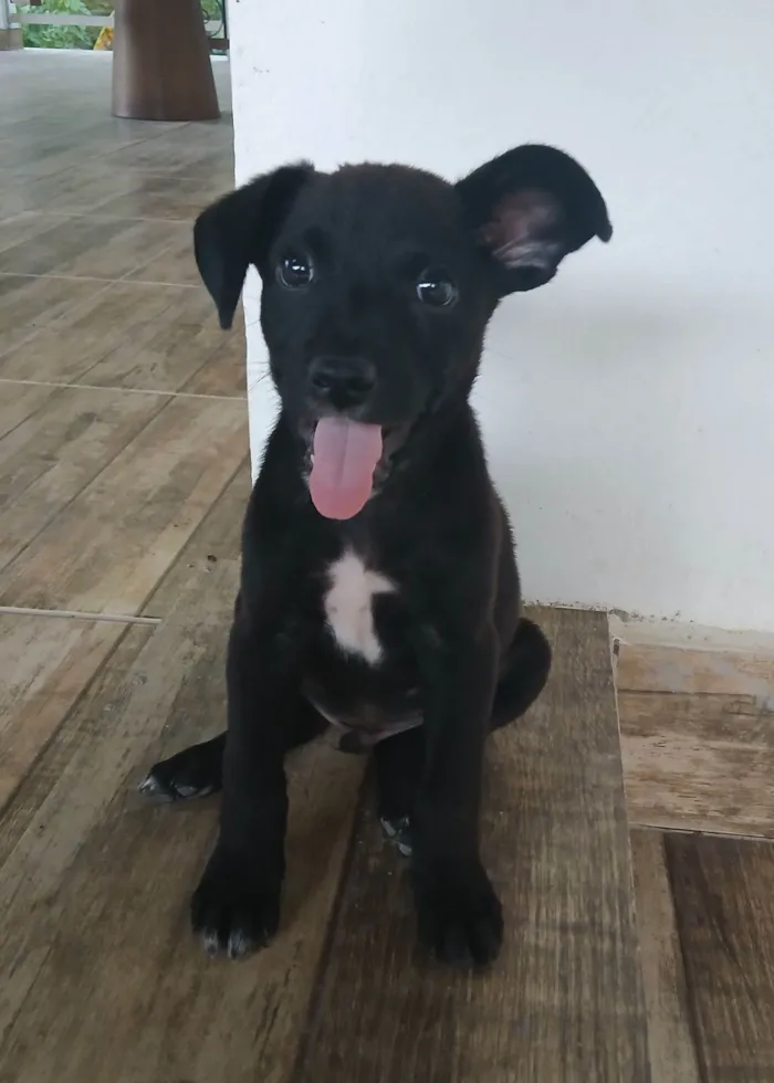 Cachorro raça SRD-ViraLata idade 2 a 6 meses nome Vinni