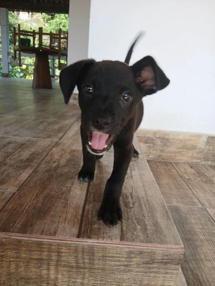 Cachorro raça SRD-ViraLata idade 2 a 6 meses nome Vinni