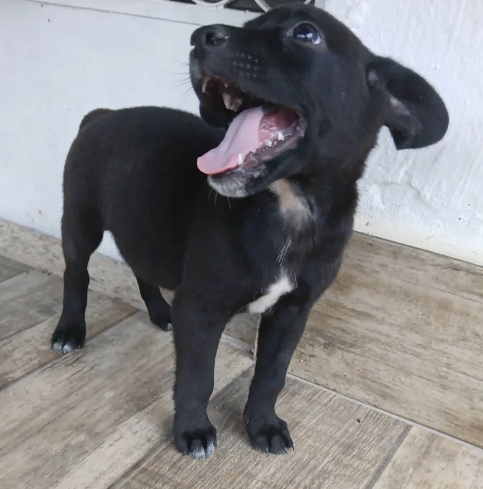 Cachorro raça SRD-ViraLata idade 2 a 6 meses nome Vinni