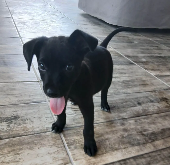 Cachorro raça SRD-ViraLata idade 2 a 6 meses nome Vinni