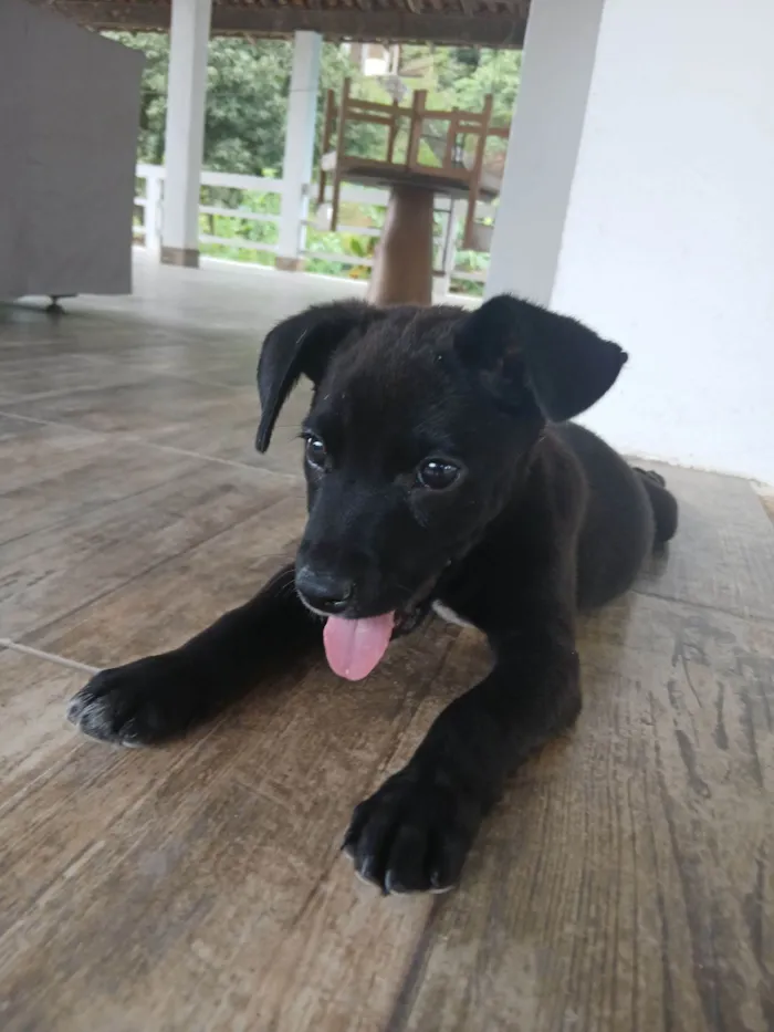 Cachorro raça SRD-ViraLata idade 2 a 6 meses nome Vinni