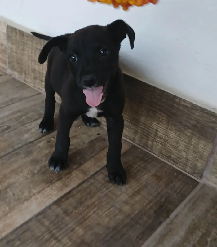 Cachorro raça SRD-ViraLata idade 2 a 6 meses nome Vinni