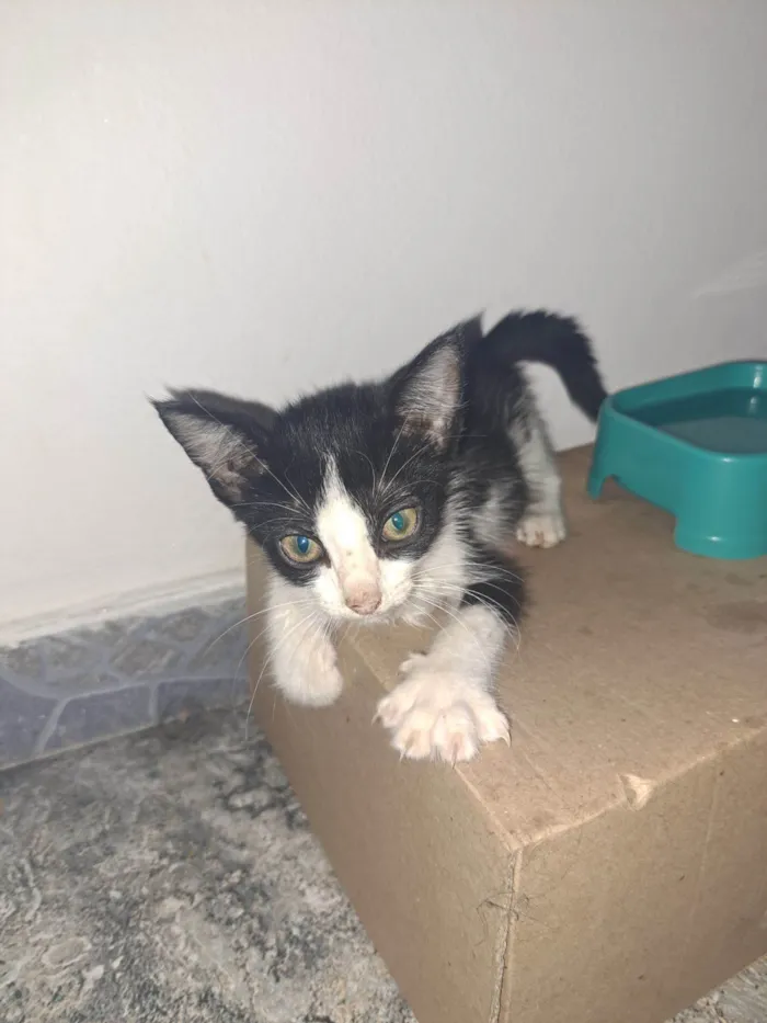 Gato raça SRD-ViraLata idade Abaixo de 2 meses nome Jeff