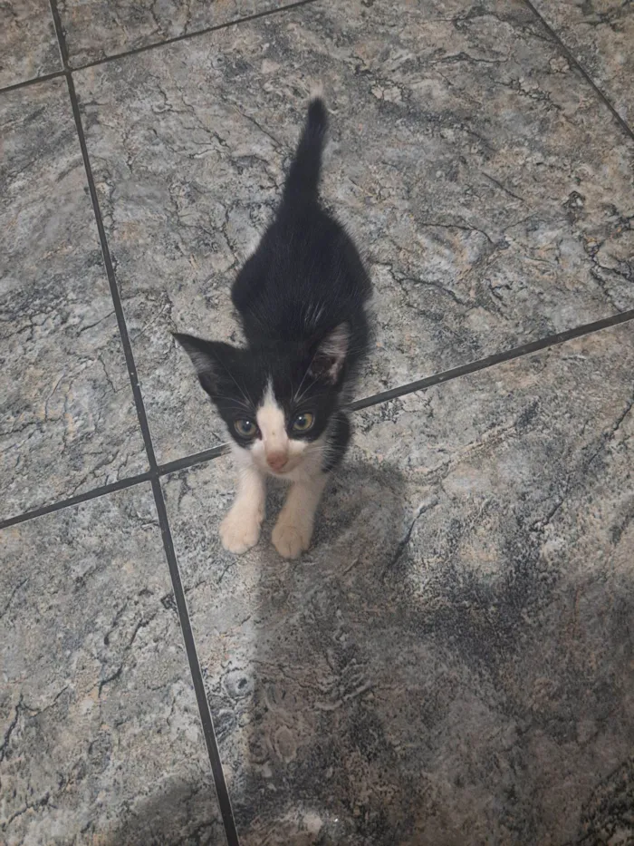 Gato raça SRD-ViraLata idade Abaixo de 2 meses nome Jeff