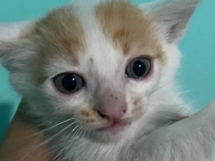 Gato raça SRD-ViraLata idade Abaixo de 2 meses nome Gatinhos