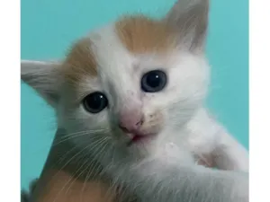 Gato raça SRD-ViraLata idade Abaixo de 2 meses nome Gatinhos