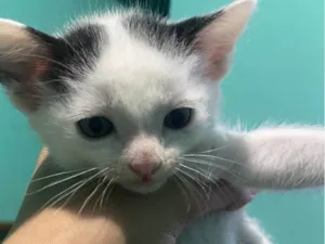 Gato raça SRD-ViraLata idade Abaixo de 2 meses nome Gatinhos preto e branco