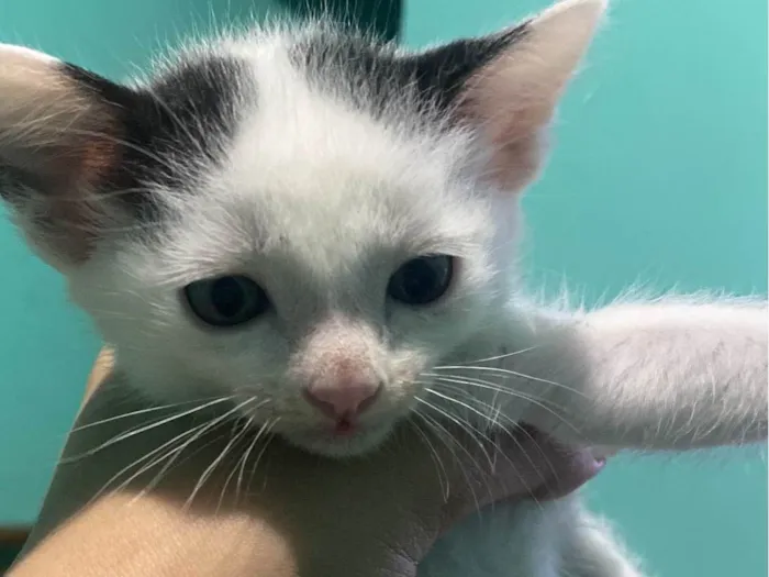 Gato raça SRD-ViraLata idade Abaixo de 2 meses nome Gatinhos preto e branco
