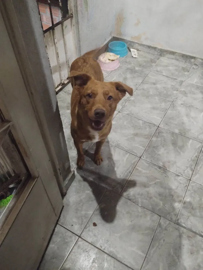 Cachorro raça SRD-ViraLata idade 3 anos nome Cloe